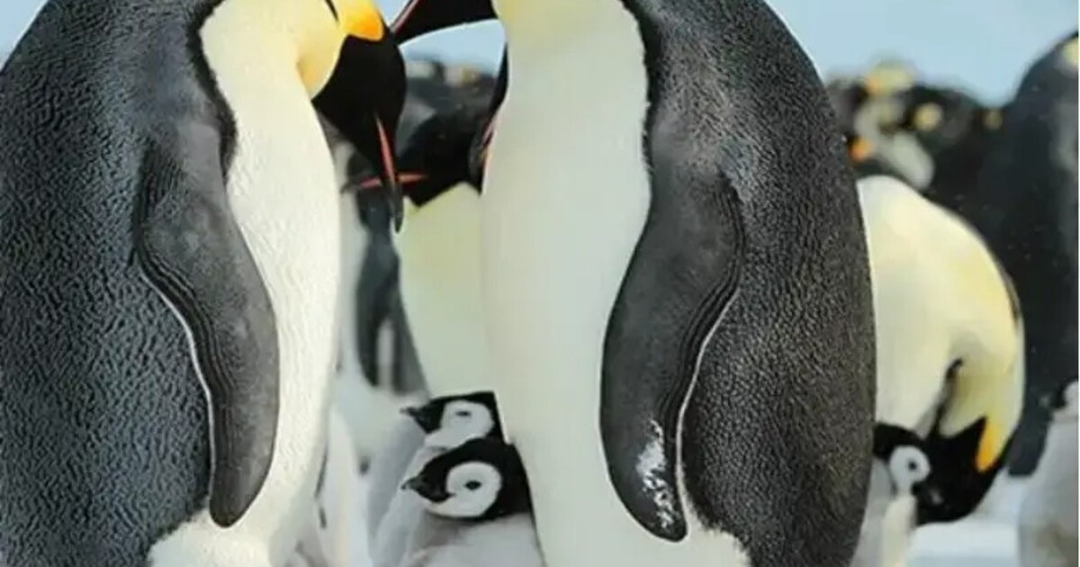 Tisíce ptáčat tučňáků loni zemřelo kvůli klimatickým změnám. Ve čtyřech z pěti kolonií nepřežilo jediné