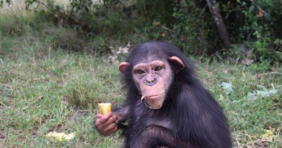 Šimpanzica Baran