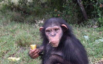 Samici šimpanze odvrhla matka a vychovali ji lidé. Když se dostala mezi ostatní opice, ubily ji k smrti.