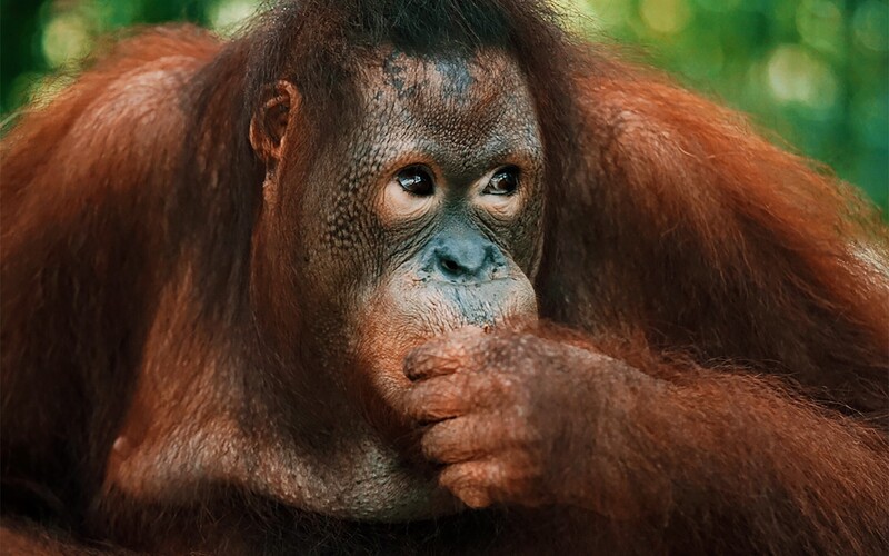 V pražské zoo utekli orangutani. Personál je nalákal zpět na banány.