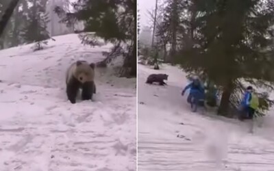 VIDEO: Z medveďa v tatrách sa stala trakcia. Rodiny ho kŕmia a chcú sa s ním fotiť. Nerobte to, odkazuje skúsený turista-