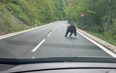 FOTO: Policajti upozorňujú na medveďa pri Košiciach. Pobehoval po hlavnej ceste.