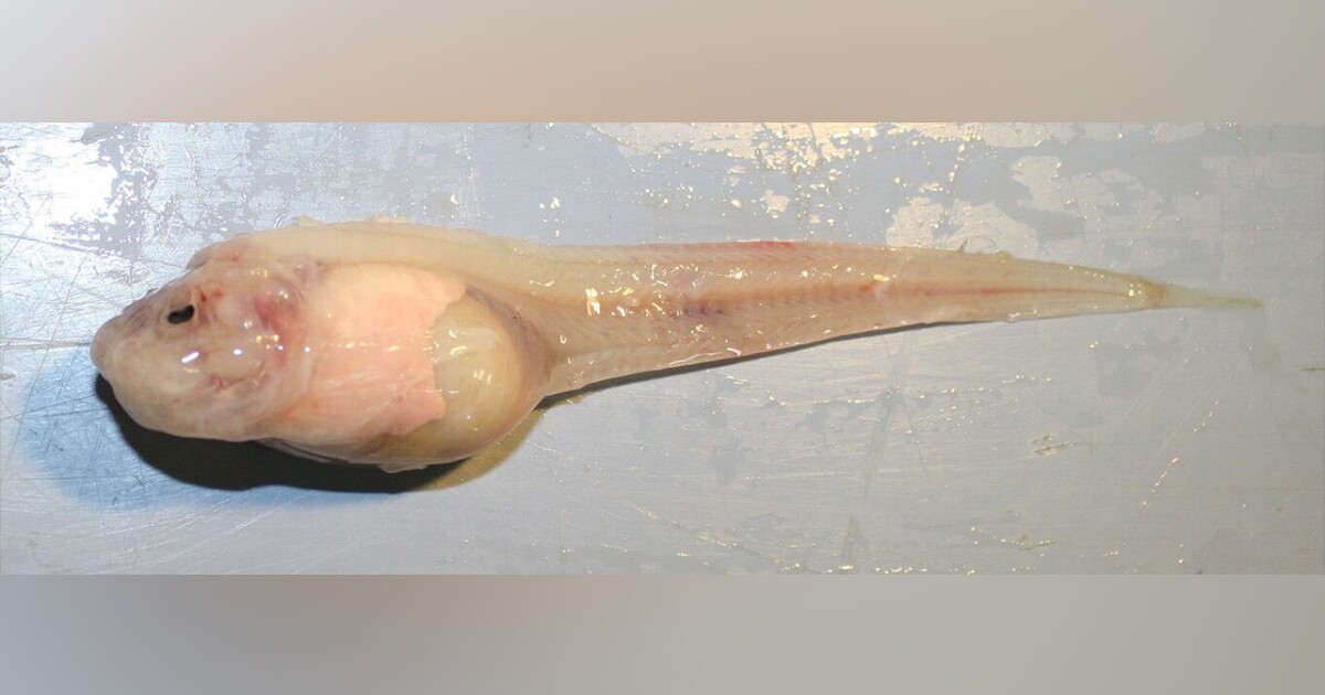 VIDEO: U Japonska zachytili rybu v dosud největší hloubce oceánu. Hlouběji už žádná ryba nemůže přežít