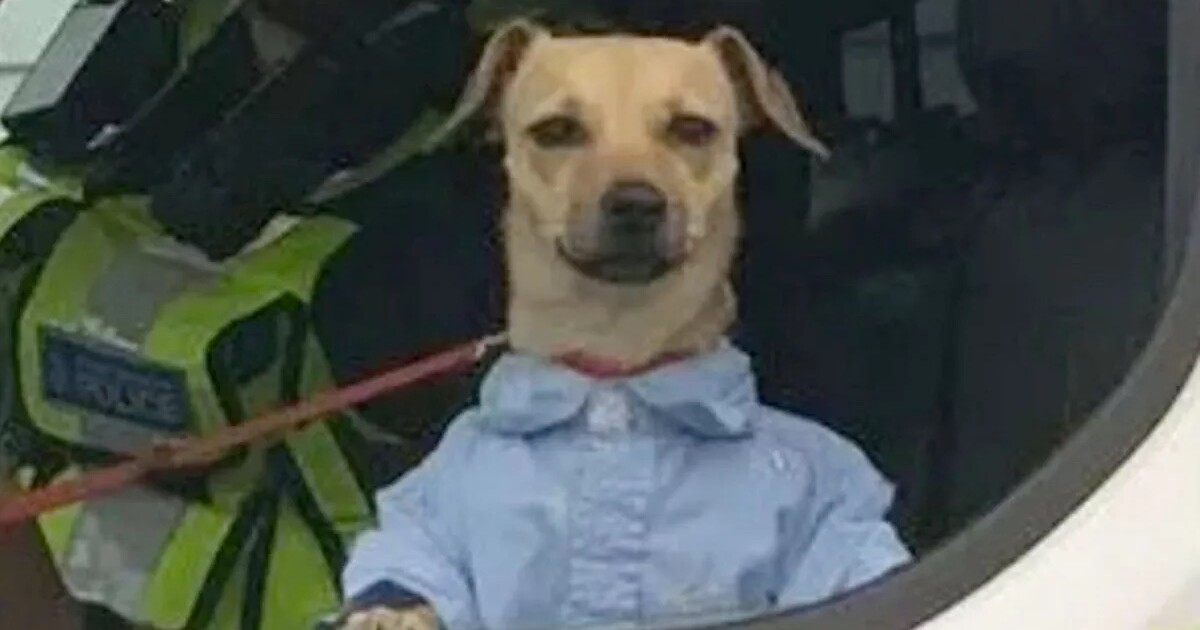 Tohle je lord pejswag. Policie zachránila zvíře s top dripem ze spárů opilé majitelky