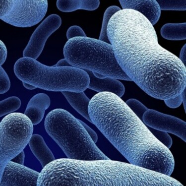 V ľudskom tele sú niektoré vitamíny tvorené baktériami
