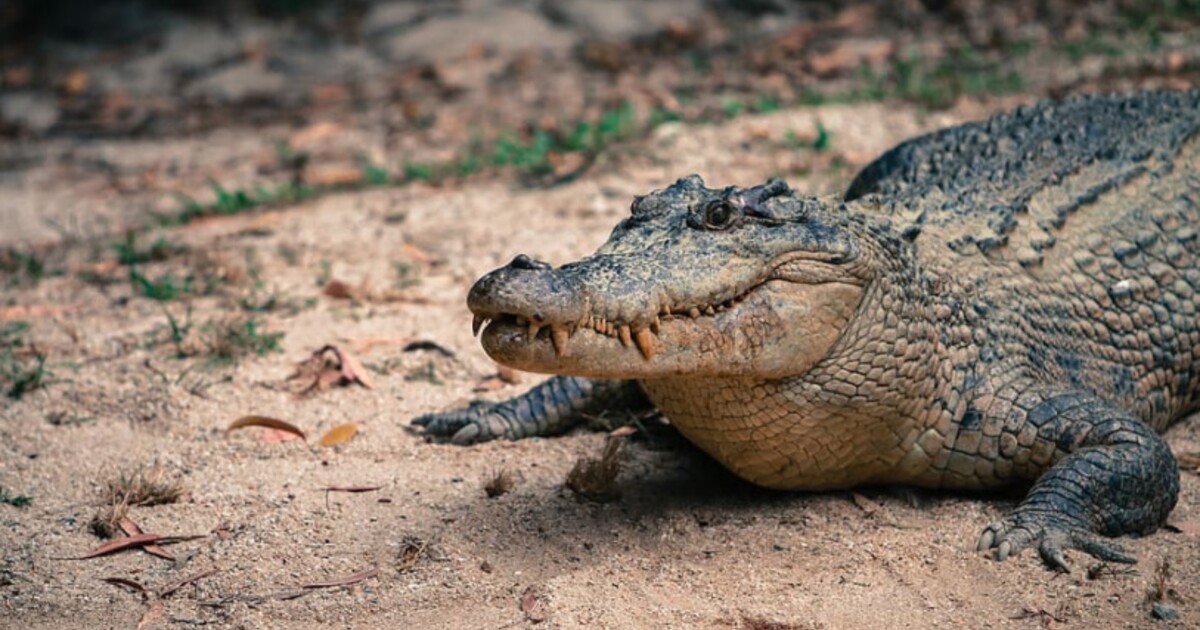Američan uslyšel divný zvuk u dveří. Otevřel a kousnul ho skoro třímetrový aligátor