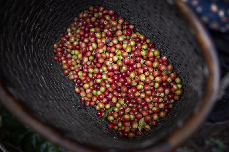 Ako rastú kávové čerešne? 