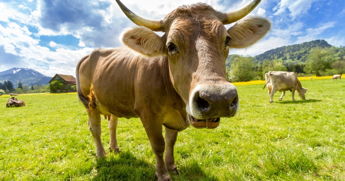 Petici proti rituálním porážkám už podepsalo přes 20 tisíc lidí. Do boje se zapojily i známé osobnosti