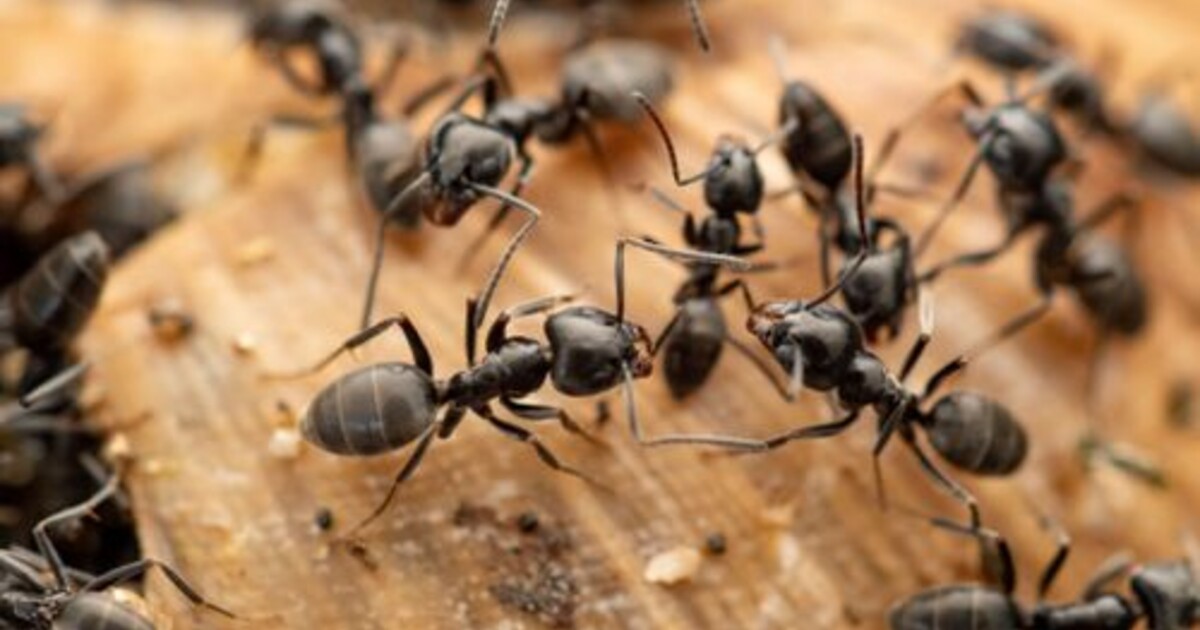 V Evropě se rychle šíří agresivní druh mravence. Odborníci před ním varují
