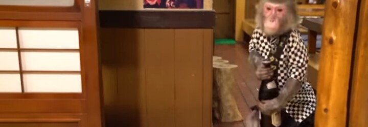 Japonský hostinec zamestnáva makaky. Obsluhujú zákazníkov a zaplatené dostávajú banánmi