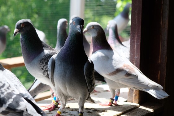 Ve kterém italském městě je nezákonné krmit holuby?