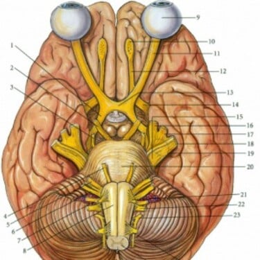 Koľko má človek hlavových nervov?