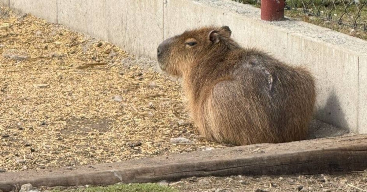 Fifinka se našla! Ztracená kapybara celou dobu felila u vodního kanálu