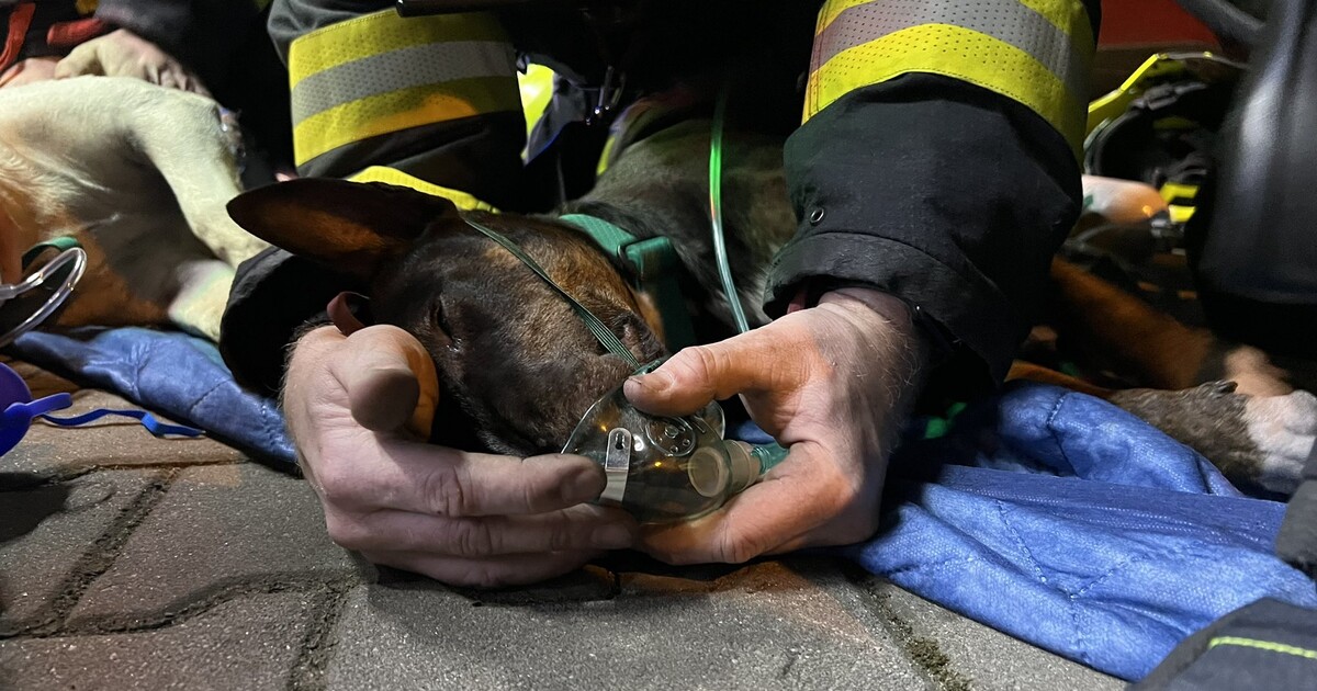 VIDEO: Hasiči při požáru bytu v Praze oživovali dva psy