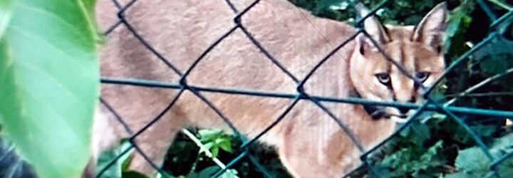 Ve Zlíně útočil exotický karakal. Lidé si ho pletli s pumou