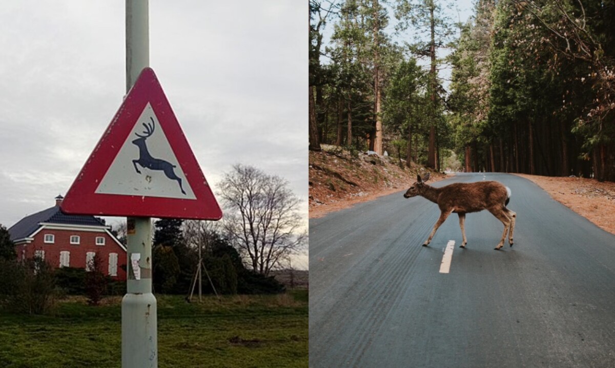 srnka, jeleň, les, dopravné značky