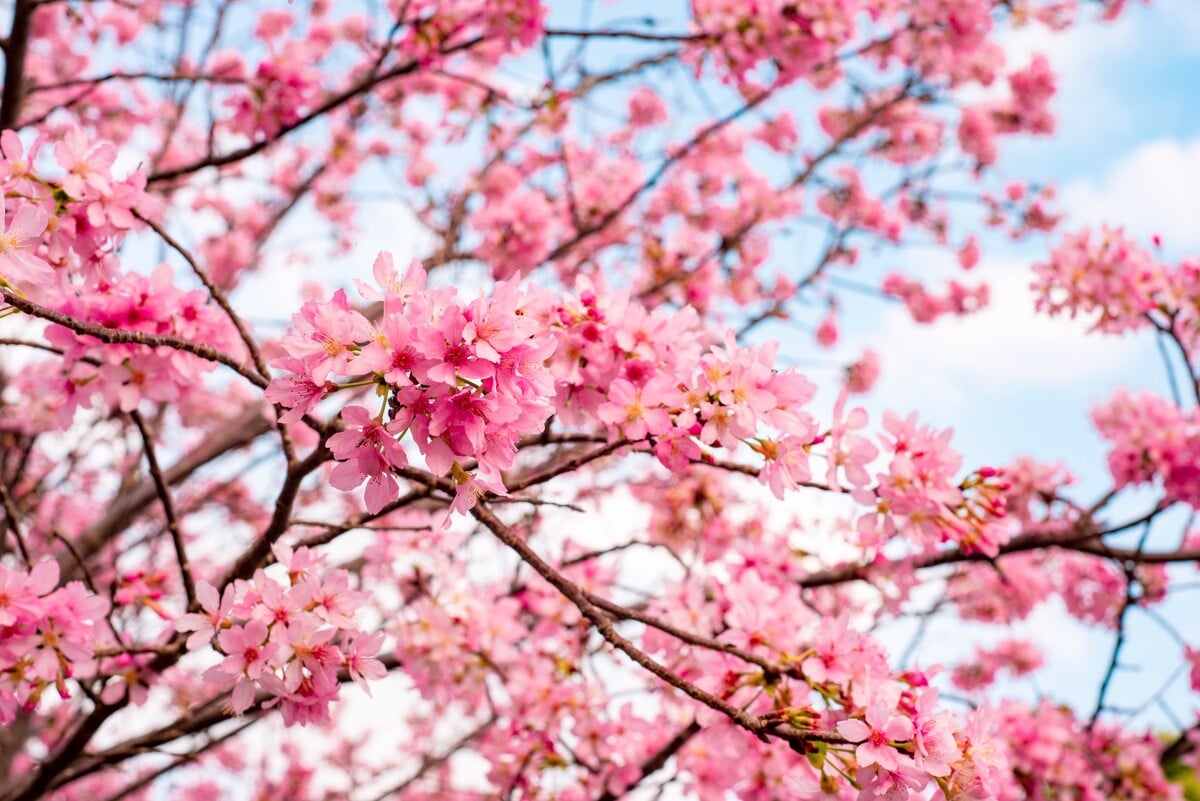 cherry blossom