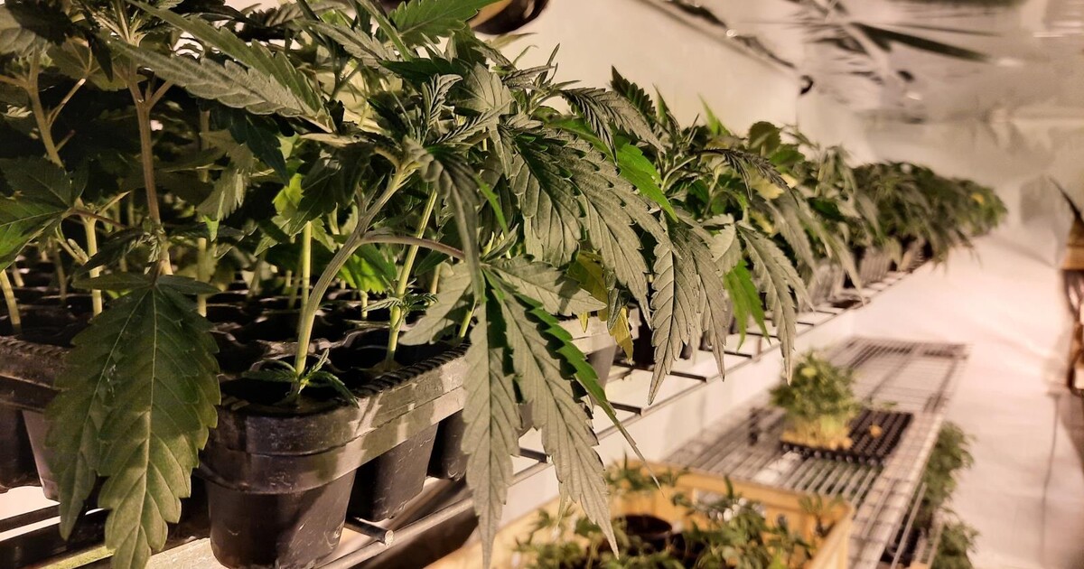 Policisté v bytě v Brně zajistili marihuanu za více než milion korun