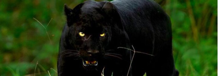 Na dokonalou fotku čekal skoro týden. Podařil se mu ohromující záběr leoparda a černého pantera