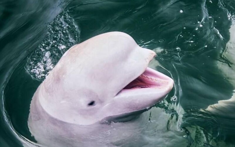 V rieke Seina na severe Francúzska spozorovali chránený druh veľryby. Zvyčajne sa objavuje v studených arktických vodách.