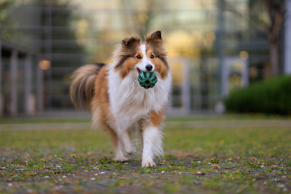 Sheltie je jako malá kolie, ale je to vlastně Shetlandský ovčák