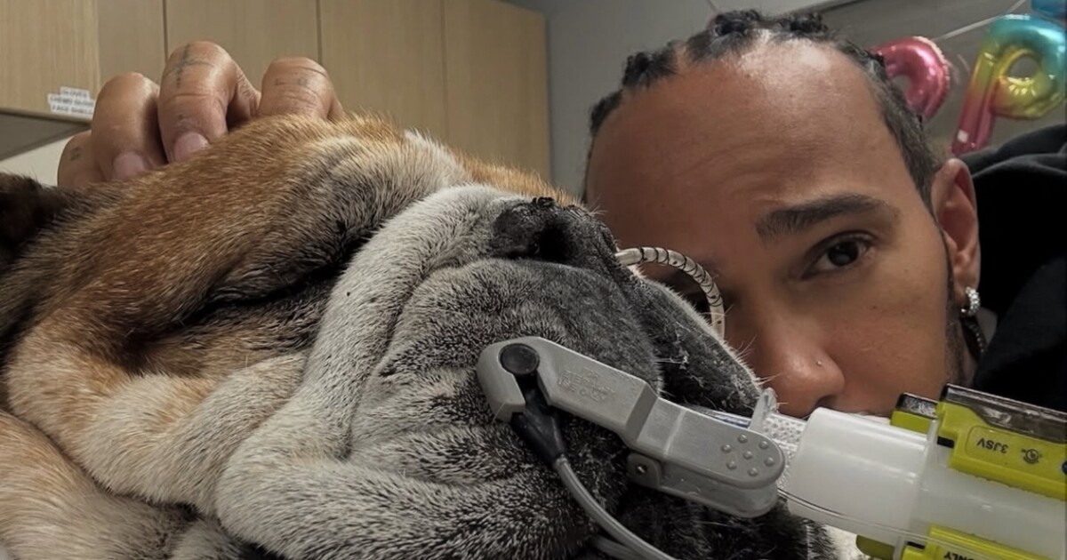 Lewis Hamilton prosí fanoušky a fanynky o modlitby za svého pejska Roscoe. Ten je v kómatu a jeho stav je vážný