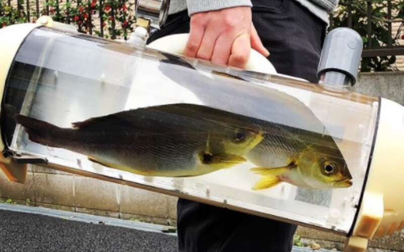 Japonská spoločnosť vyvinula prenášadlo na ryby. Vyvolalo to zmiešané reakcie.
