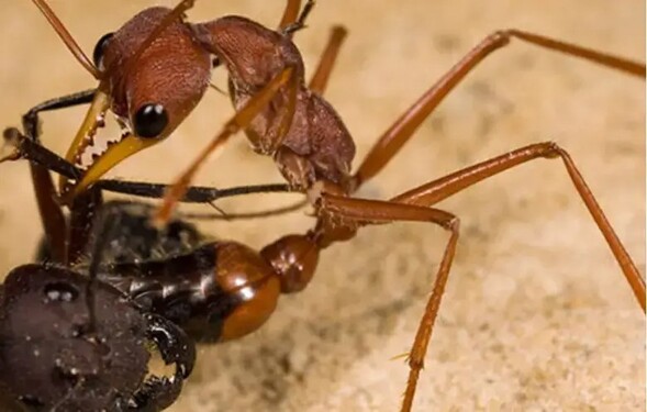 Jsou malí, na první pohled neškodní, ale některé druhy dokáží i zabít člověka. Jak se jmenuje nejnebezpečnější mravenec? 