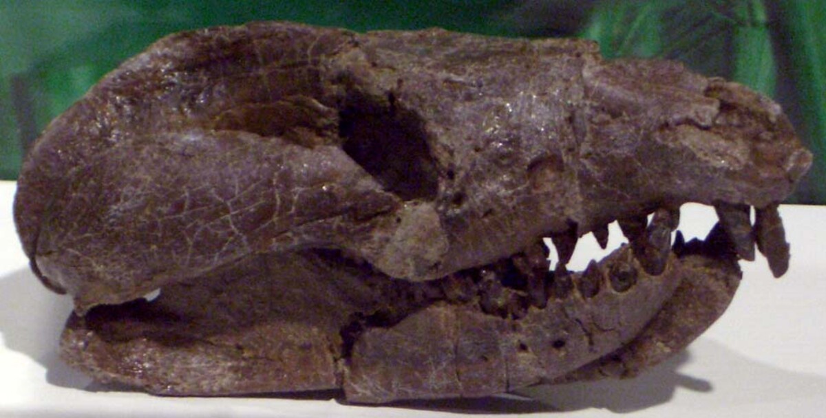 Lebka cicavca Reponomamus giganticus. Ide o zviera, ktoré bolo výrazne väčšie ako cicavec spomínaný v článku.