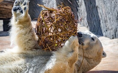 716 318 korun za šest dnů. Příznivci pražské zoo přispívají na chov zvířat a pomáhají v těžkých časech 716 318 korun za šest dnů. Příznivci pražské zoo přispívají na chov zvířat a pomáhají v těžkých časech