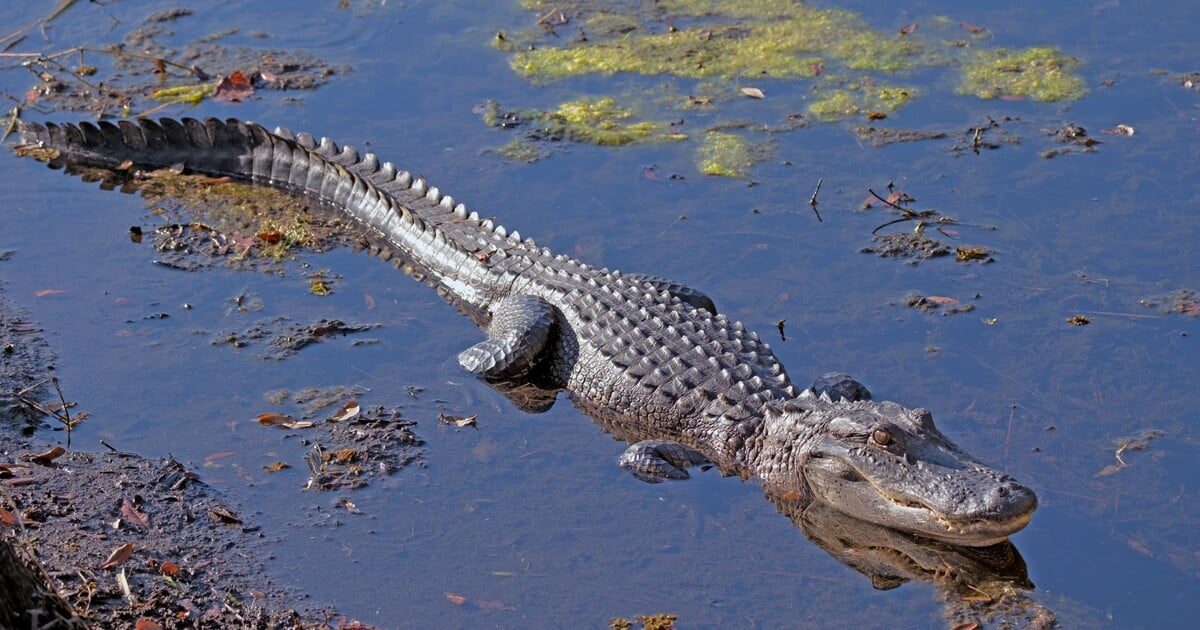 TOP 10 nejhloupějších smrtí podle internetu. Kdo všechno zabojoval o Darwinovu cenu?