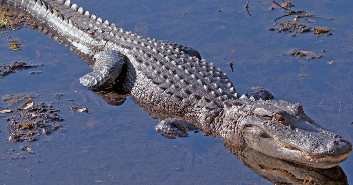 Letadlo nouzově přistálo v bolivijské bažině plné aligátorů. Pět přeživších čekalo na záchranu desítky hodin