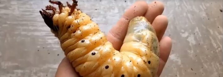 Ozrutná larva, ktorá sa nezmestí do ľudskej dlane. Takto rastie jeden z najväčších chrobákov na svete