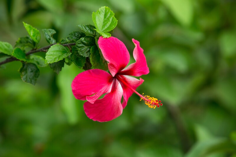 Táto rastlina sa označuje za „kráľovnú tropických kvetov“ a ľudovo sa jej hovorí čínska ruža. Vieš, ako sa volá?