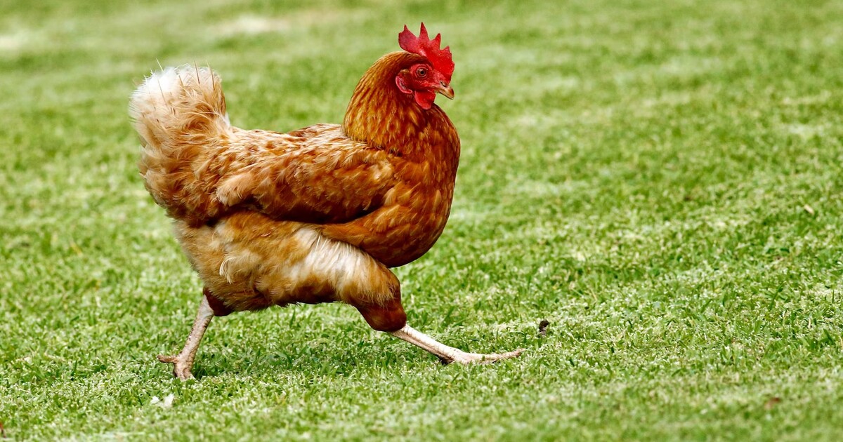 Sedm největších supermarketů v Česku se postavilo za práva slepic. Klecová vajíčka už v nich nenajdeš