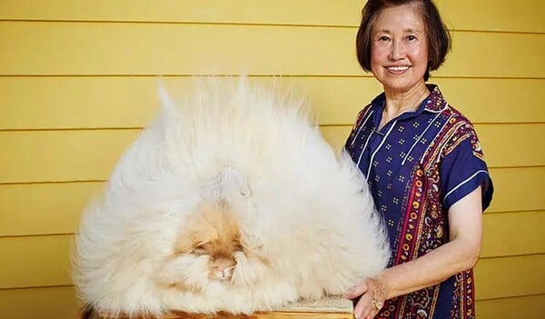 Betty Chu má domácího mazlíčka, který drží rekord v nejdelší srsti mezi králíky, který měří… 