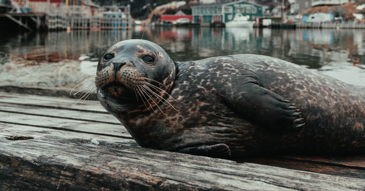 Obrovská tragédie: Uruguayské úřady vyšetřují úhyn téměř 400 tuleňů a lachtanů