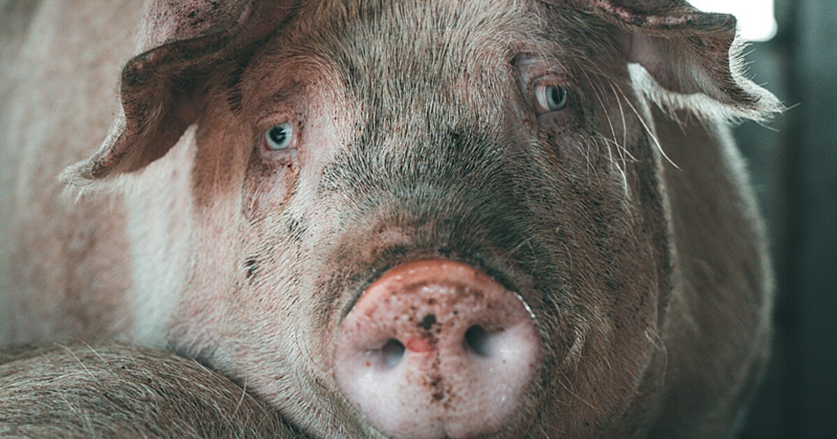 Takhle se ke zvířatům nechová. Obránci zvířat protestovali proti nízkému trestu pro viníky týrání