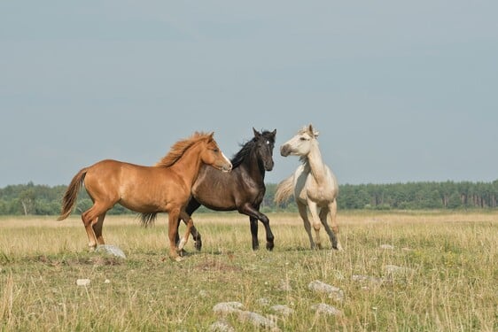 Zvládneš doplnit prázdné místo v písni Když se zamiluje kůň? „Nejkrásnější zvíře, zvíře pro _______, jmenuje se kůň.“