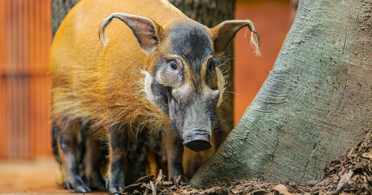 Skutečné zlaté prasátko? Najdeš ho v Zoo Praha jen za stovku