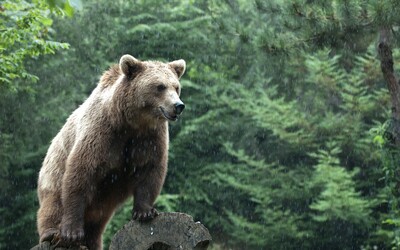 Medvědi na Blanensku: Žena údajně viděla u rybníka samici s mládětem, obce varovaly obyvatele.