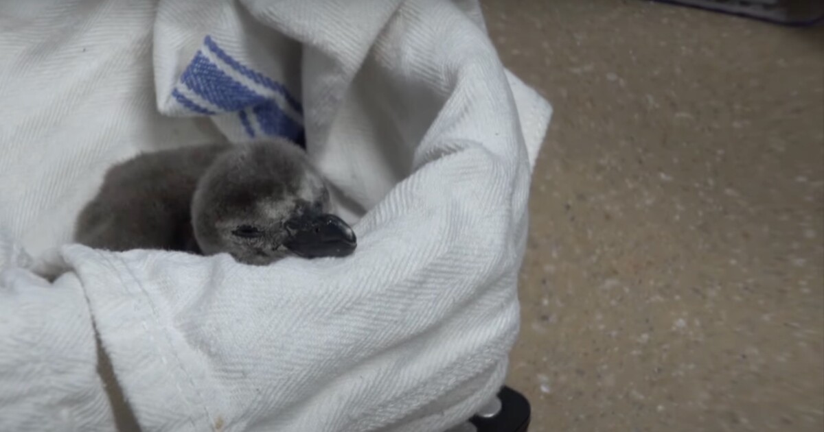 Ňuňu video: Podívej se na nový přírůstek tučňáčí rodiny. Sleduj, jak se klube