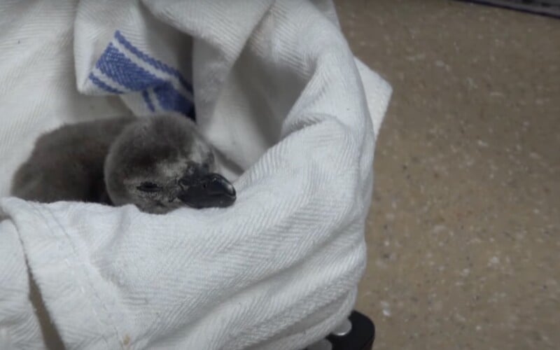 Ňuňu video: Podívej se na nový přírůstek tučňáčí rodiny. Sleduj, jak se klube.