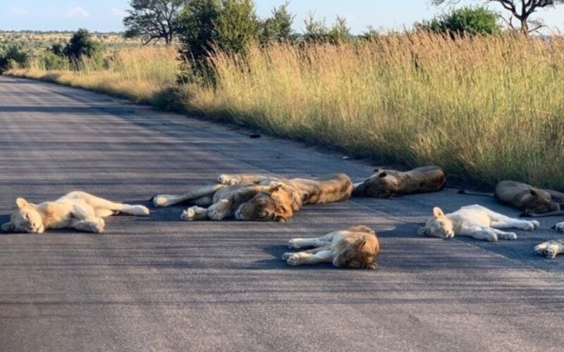 Strážník vyfotil skupinku lvů opalujících se na silnici. Z jihoafrického národního parku kvůli koronaviru zmizeli turisté.