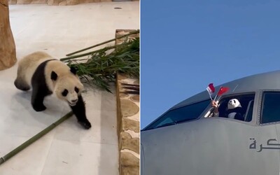 MS 2022 v Katare: Čína poslala do Kataru dve pandy veľké. Tie budú žiť v simulovanom pralese, majú tiež slúžiť ako atrakcia.