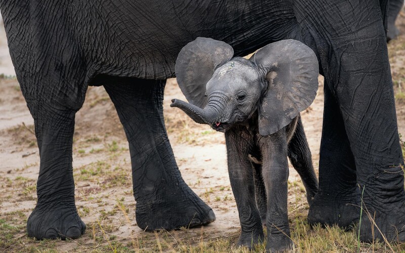Na Srí Lance výrazně zvýšili ochranu slonů. Turisté se na nich budou moci vozit jen v omezeném počtu.