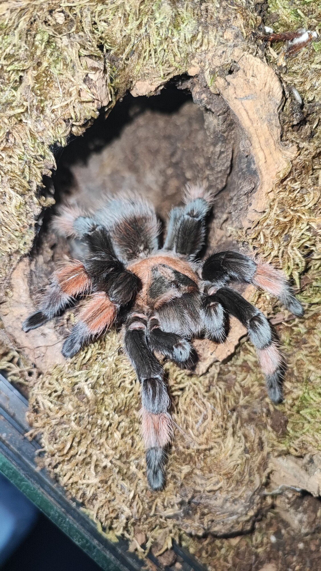 Brachypelma emilia, Dominikov prvý vtáčkar.