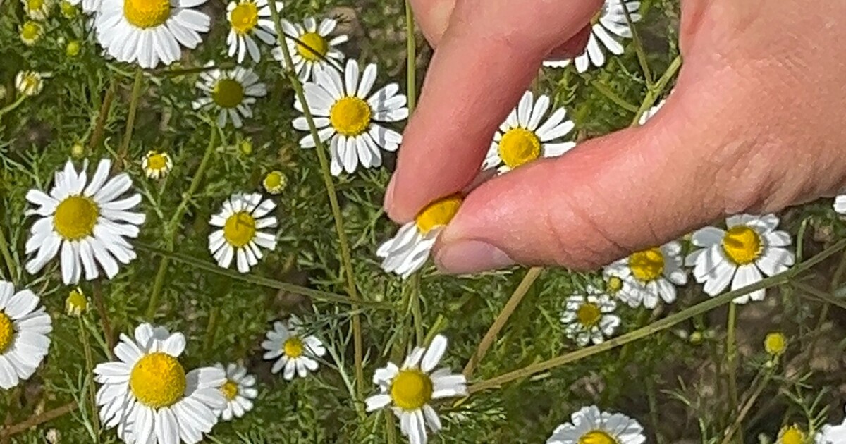 Vůně, které léčí. Navštívili jsme zahrady, kde se rodí kosmetika z bylinek