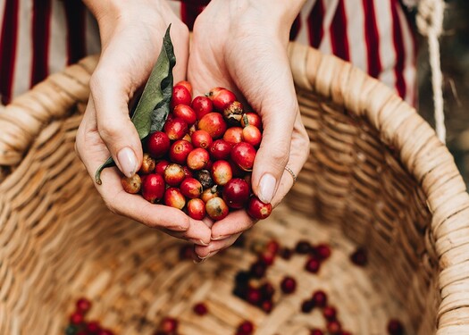 Koľko zŕn zvyčajne nájdeme v kávovej čerešni? 