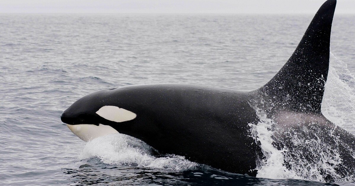 VIDEO: Na pláži v Tasmánii uvízlo přes 150 kosatek, desítky již uhynuly